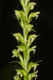 Palegreen orchid, Platanthera flava var. herbiola