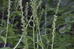 Palegreen Orchid, Platanthera flava var. herbiola