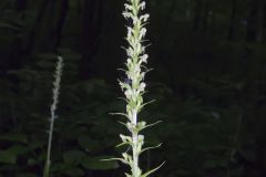 Palegreen Orchid, Platanthera flava var. herbiola