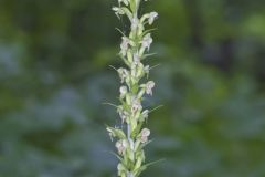 Palegreen Orchid, Platanthera flava var. herbiola