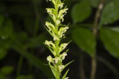 Palegreen Orchid, Platanthera flava var. herbiola