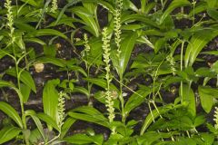 Palegreen Orchid, Platanthera flava var. herbiola