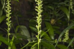 Palegreen Orchid, Platanthera flava var. herbiola