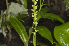 Palegreen Orchid, Platanthera flava var. herbiola
