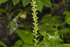 Palegreen Orchid, Platanthera flava var. herbiola