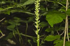 Palegreen Orchid, Platanthera flava var. herbiola