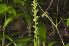 Palegreen Orchid, Platanthera flava var. herbiola