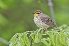 Palm Warbler, Setophaga palmarum