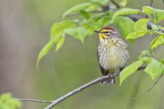 Palm Warbler, Setophaga palmarum