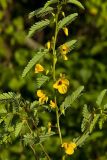 Partridge Pea, Chamaecrista fasciculata