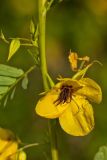 Partridge Pea, Chamaecrista fasciculata