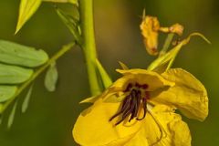 Partridge Pea