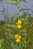 Partridge Pea, Chamaecrista fasciculata