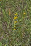 Partridge Pea, Chamaecrista fasciculata