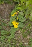 Partridge Pea, Chamaecrista fasciculata