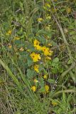 Partridge Pea, Chamaecrista fasciculata