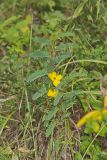 Partridge Pea, Chamaecrista fasciculata