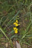 Partridge Pea, Chamaecrista fasciculata