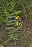 Partridge Pea, Chamaecrista fasciculata