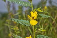 Partridge Pea, Chamaecrista fasciculata