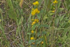 Partridge Pea, Chamaecrista fasciculata