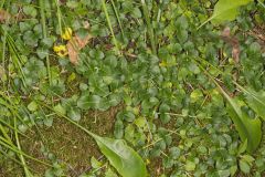 Partridgeberry, Mitchella repens
