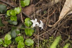 Partridgeberry, Mitchella repens
