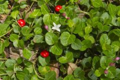 Partridgeberry, Mitchella repens
