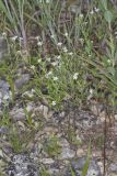 Pasture Heliotrope, Heliotropium tenellum