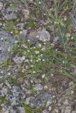 Pasture Heliotrope, Heliotropium tenellum
