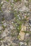 Pasture Heliotrope, Heliotropium tenellum