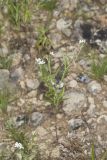 Pasture Heliotrope, Heliotropium tenellum