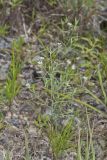 Pasture Heliotrope, Heliotropium tenellum
