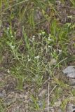 Pasture Heliotrope, Heliotropium tenellum