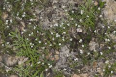 Pasture Heliotrope, Heliotropium tenellum