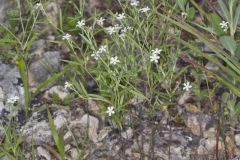 Pasture Heliotrope, Heliotropium tenellum