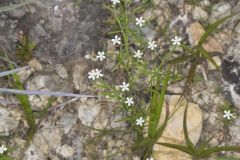 Pasture Heliotrope, Heliotropium tenellum