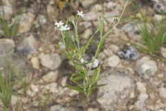 Pasture Heliotrope, Heliotropium tenellum