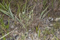 Pasture Heliotrope, Heliotropium tenellum