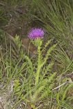 Pasture Thistle, Cirsium pumilum