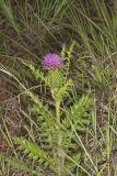 Pasture Thistle, Cirsium pumilum