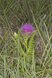 Pasture Thistle, Cirsium pumilum