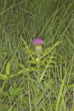 Pasture Thistle, Cirsium pumilum