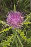 Pasture Thistle, Cirsium pumilum