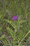 Pasture Thistle, Cirsium pumilum