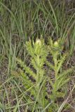 Pasture Thistle, Cirsium pumilum