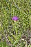 Pasture Thistle, Cirsium pumilum