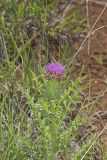 Pasture Thistle, Cirsium pumilum