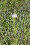 Pasture Thistle, Cirsium pumilum