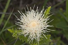 Pasture Thistle